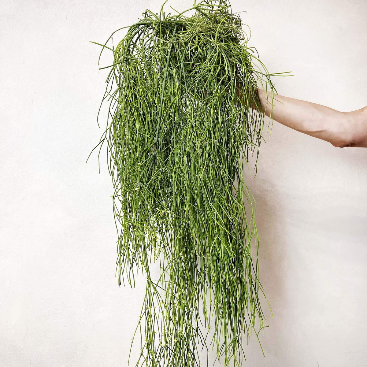 Rhipsalis Cassutha