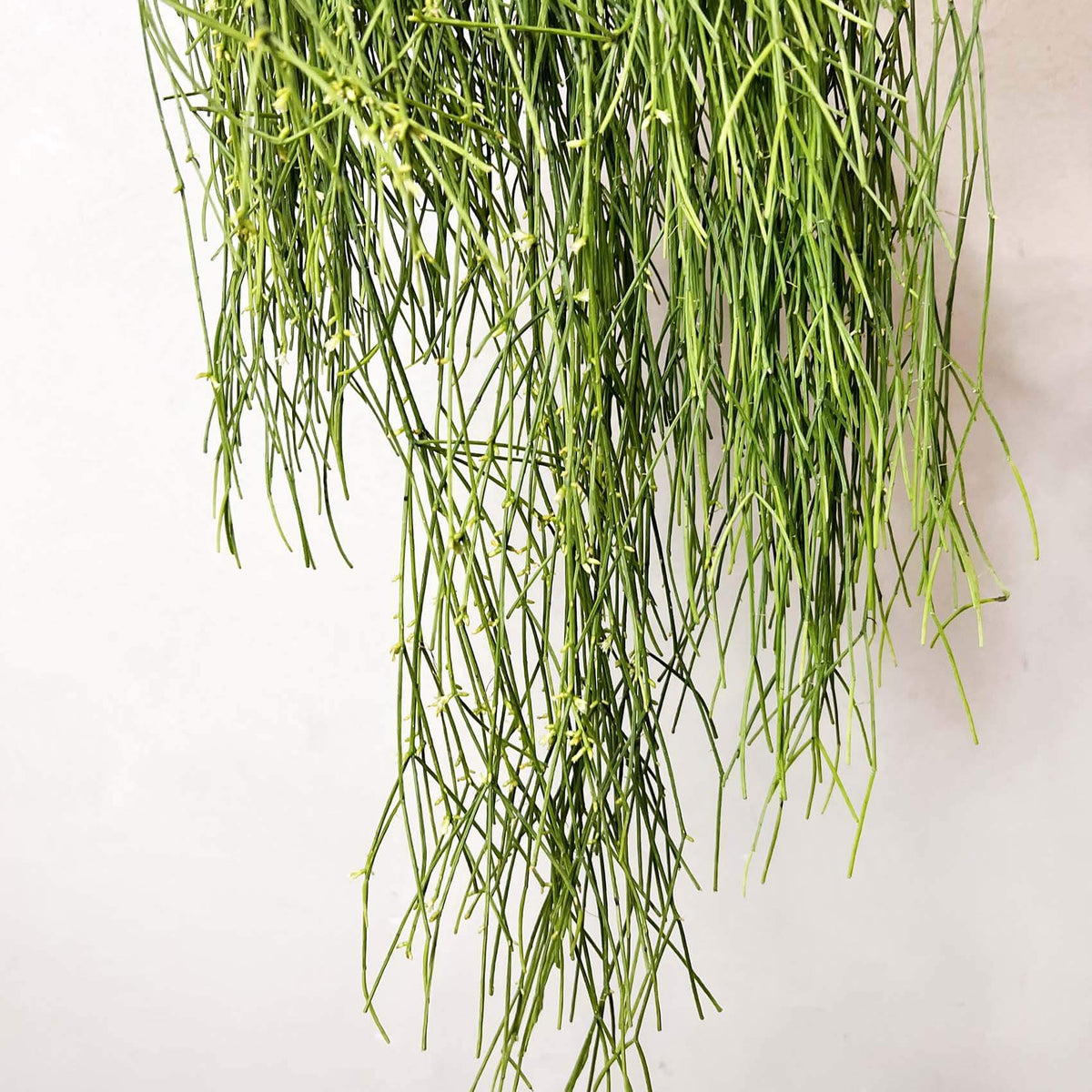 Rhipsalis Cassutha