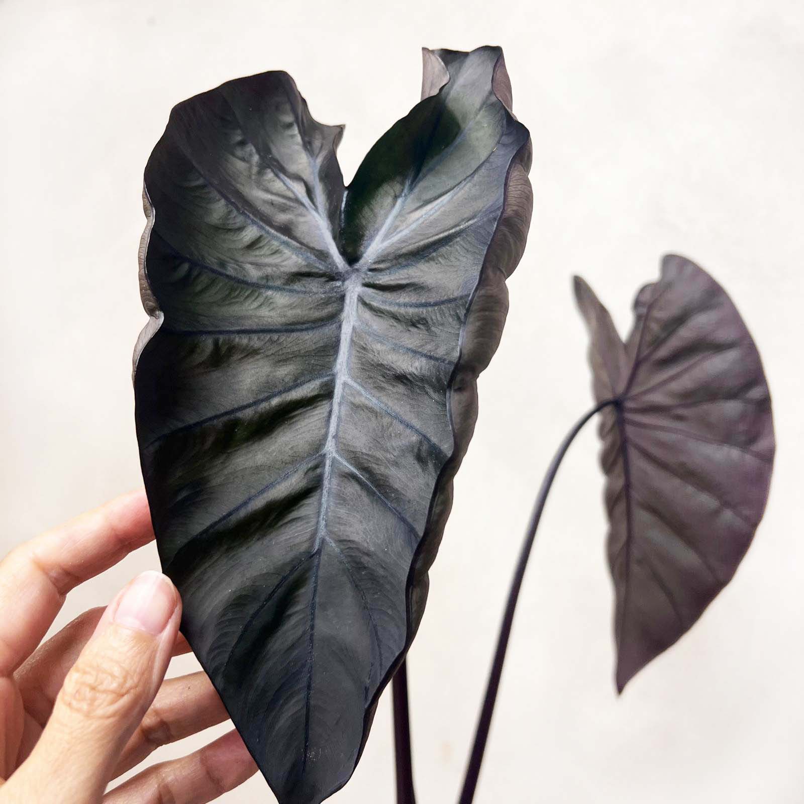 COLOCASIA BLACK MAGIC /pianta