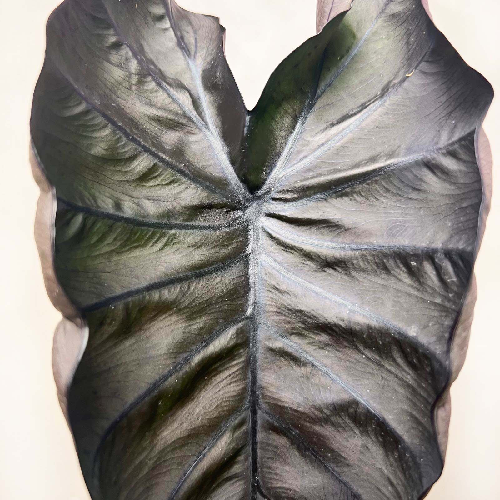 COLOCASIA BLACK MAGIC /pianta