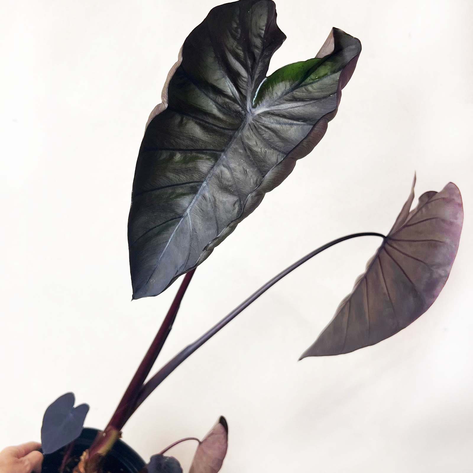 COLOCASIA BLACK MAGIC /pianta