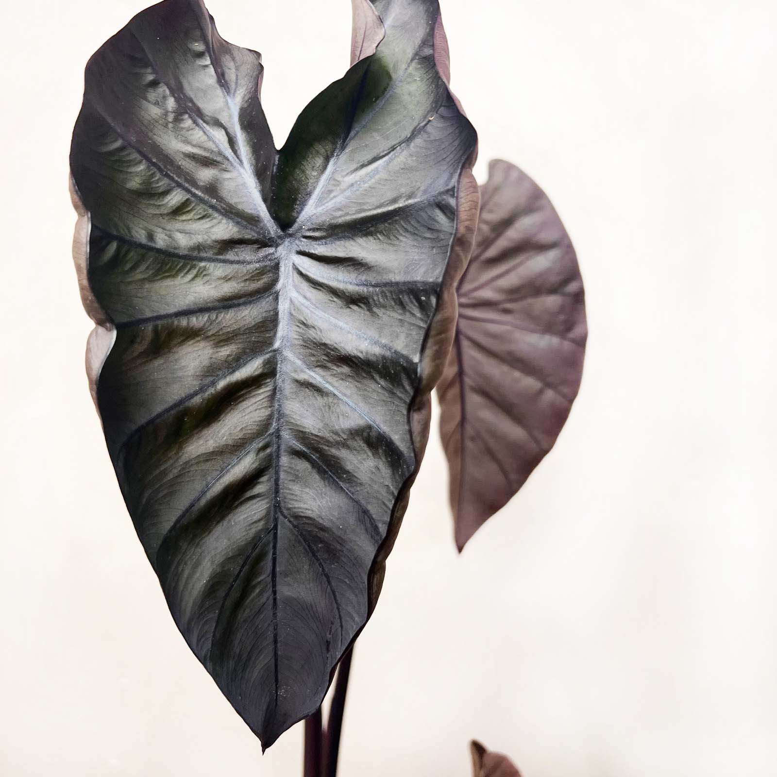 COLOCASIA BLACK MAGIC /pianta