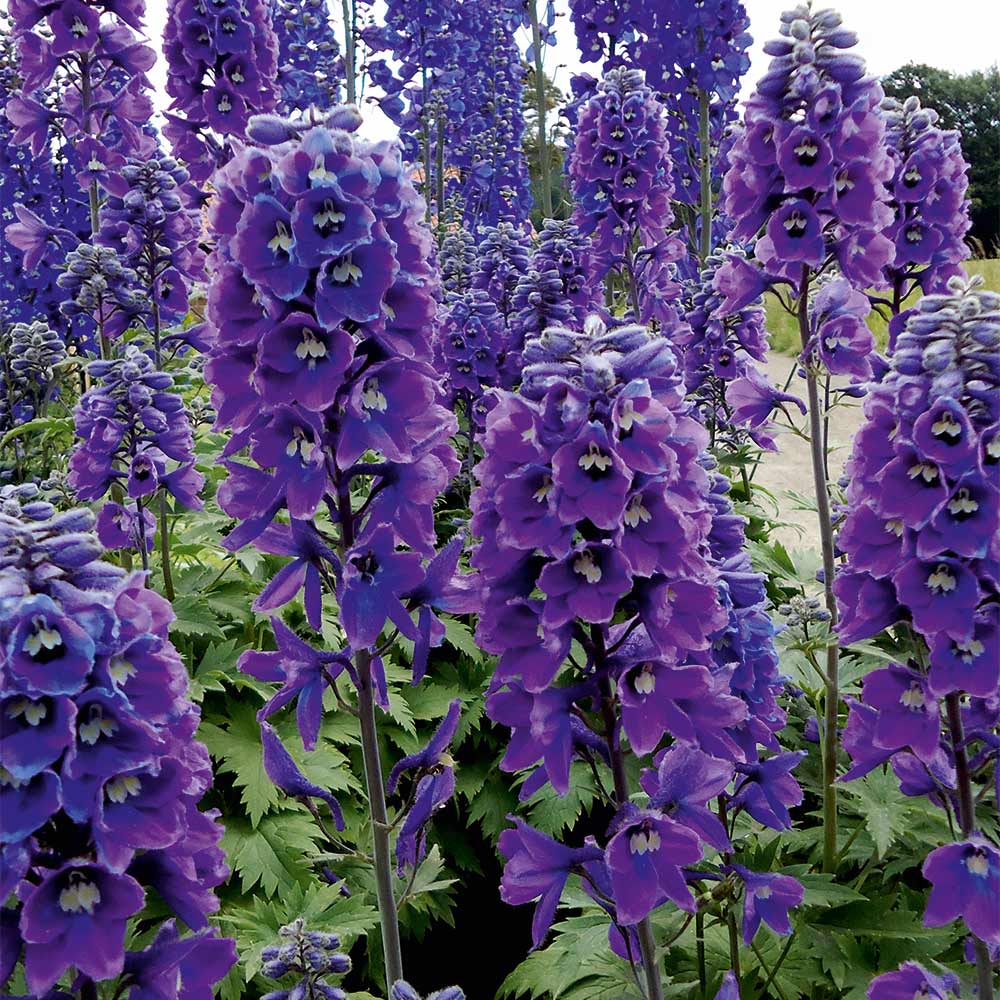 Delphinium 'Magic Fountains Darkblue Darkbee'