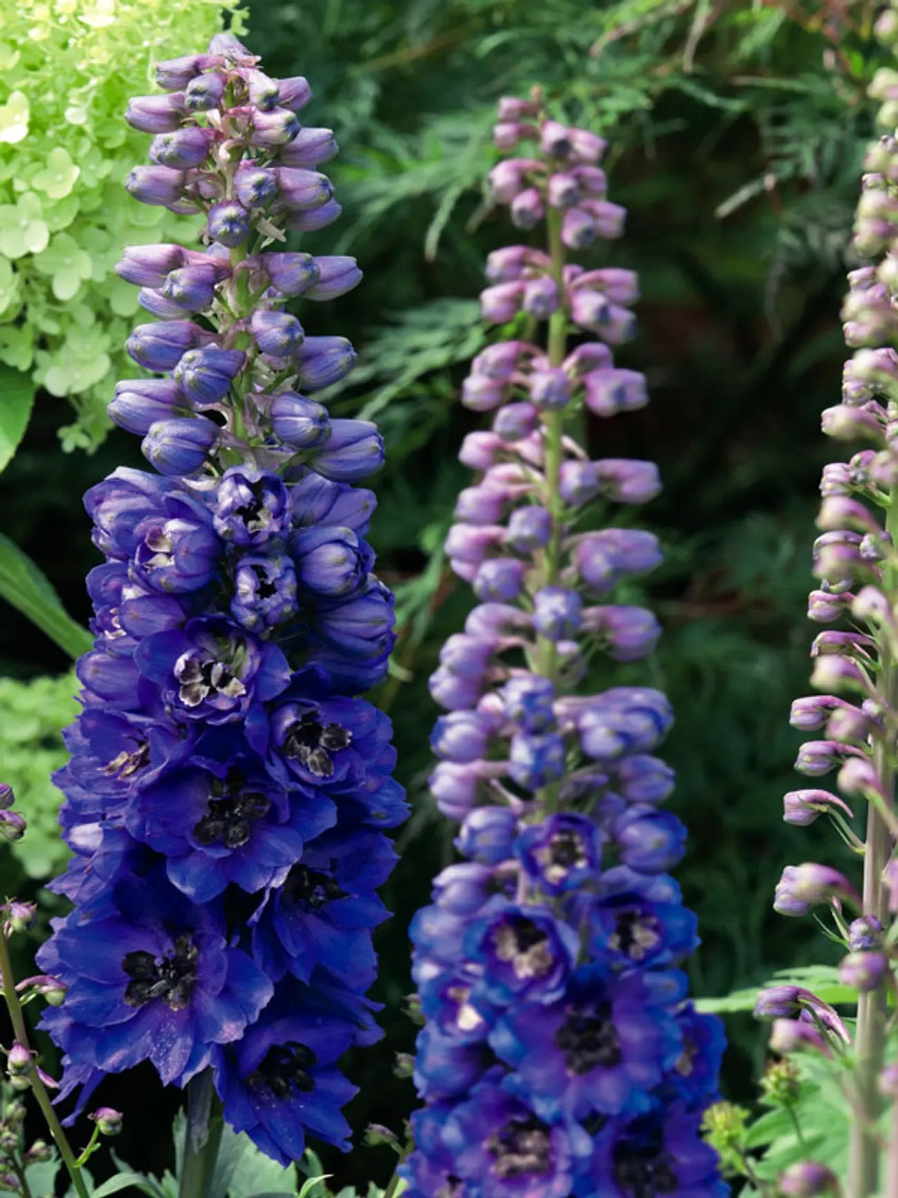 Delphinium 'Magic Fountains Darkblue Darkbee'