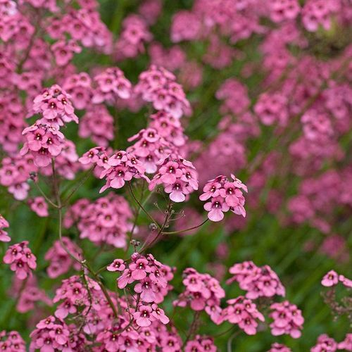 Diascia Ruby Field