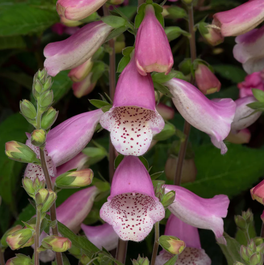 Digitalis purpurea 'Hanabee Rose'
