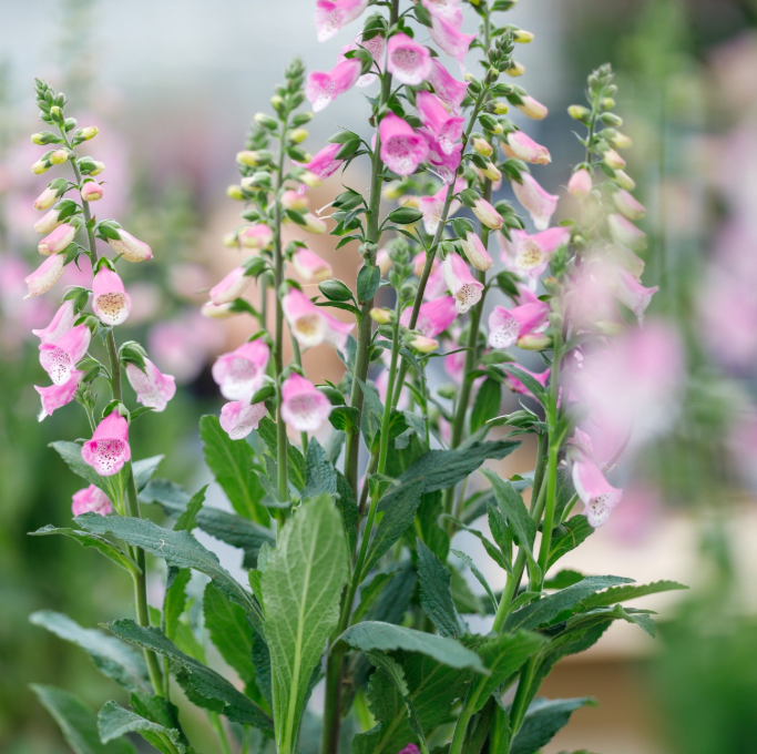 Digitalis purpurea 'Hanabee Rose'