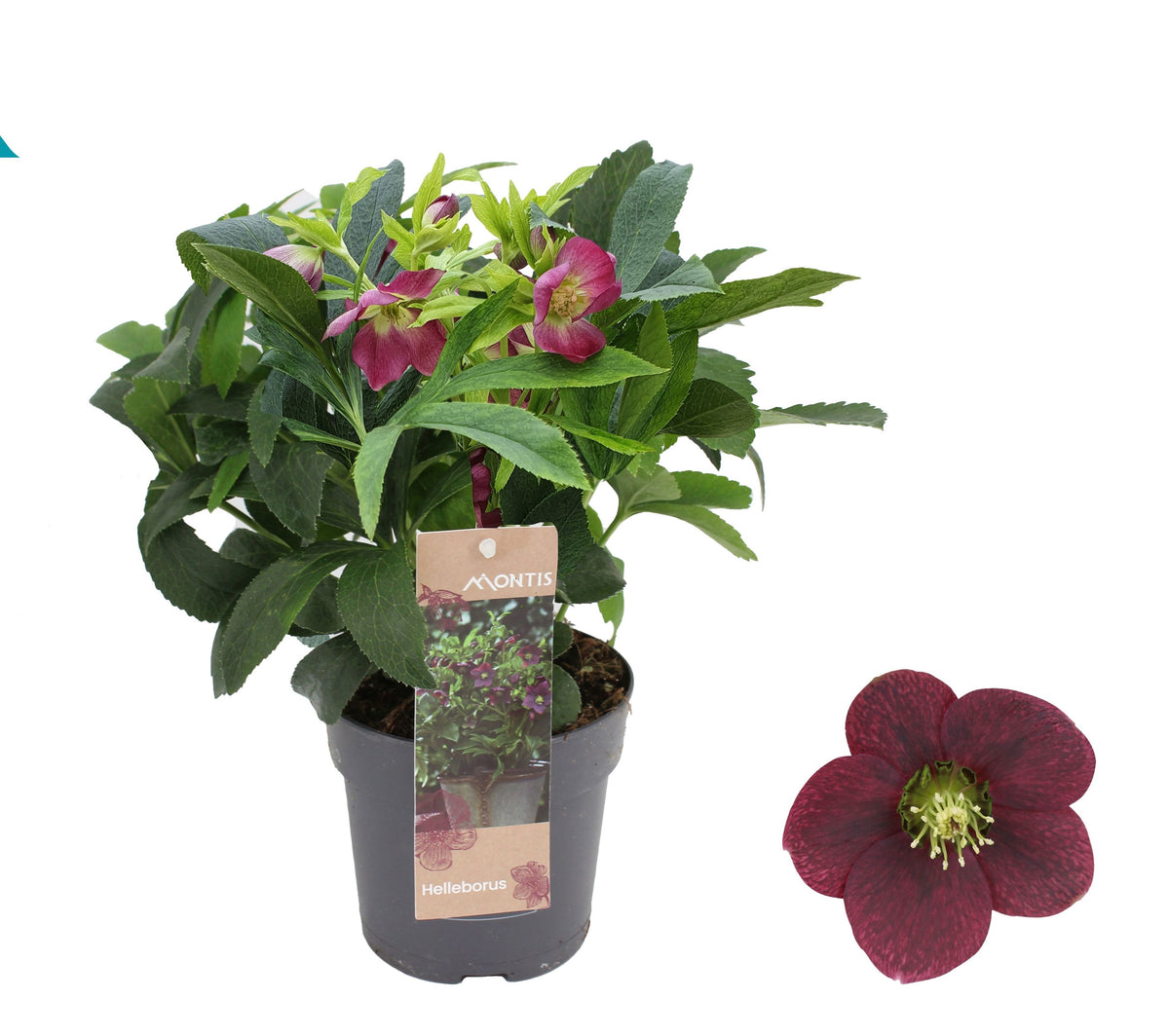 Helleborus orientalis Red (Helleboro)