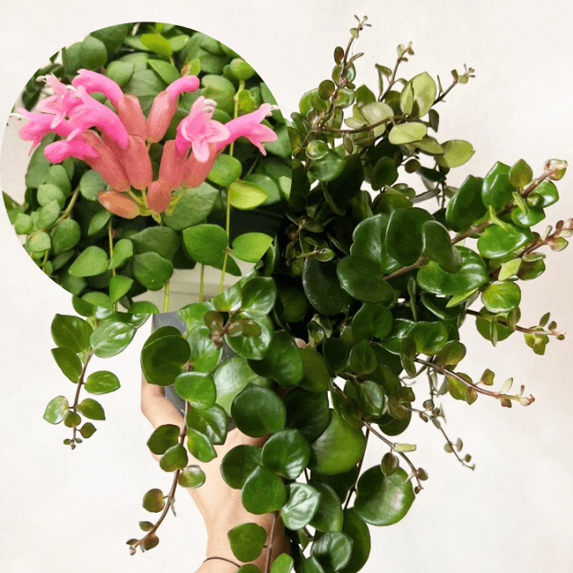 Aeschynanthus Pink Polka