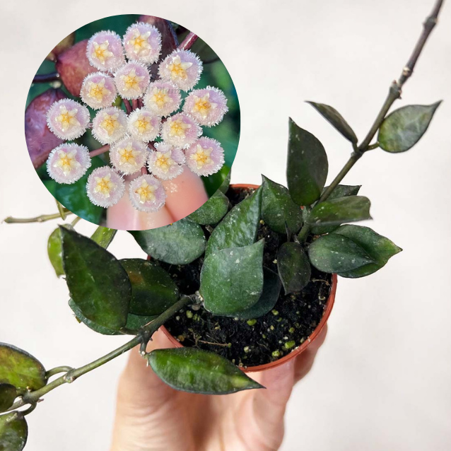 baby Hoya krohniana black leaves