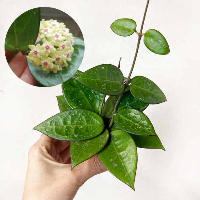 Hoya Parasitica Black Edge