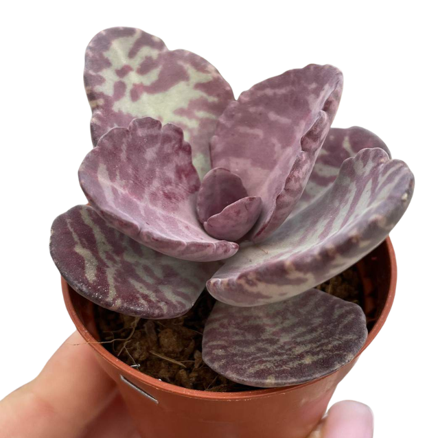 Kalanchoe Humilis Zebra