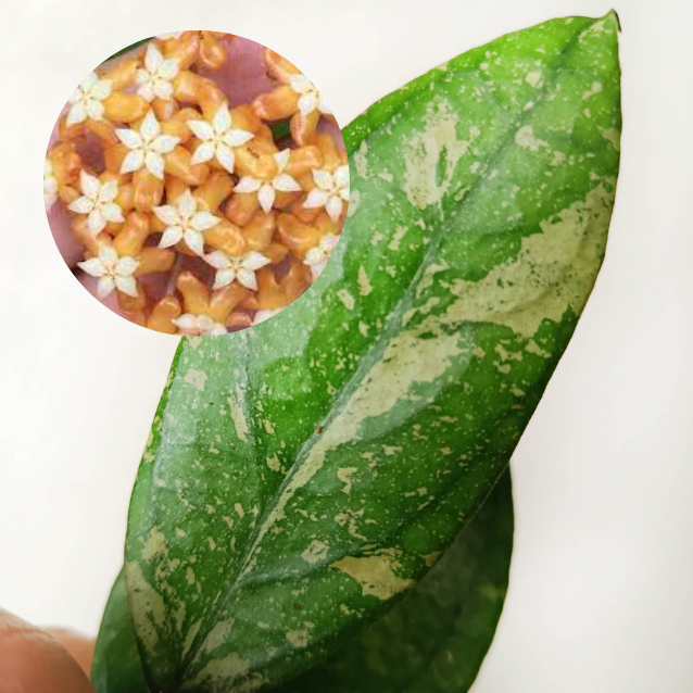 baby Hoya Aff Vitellina