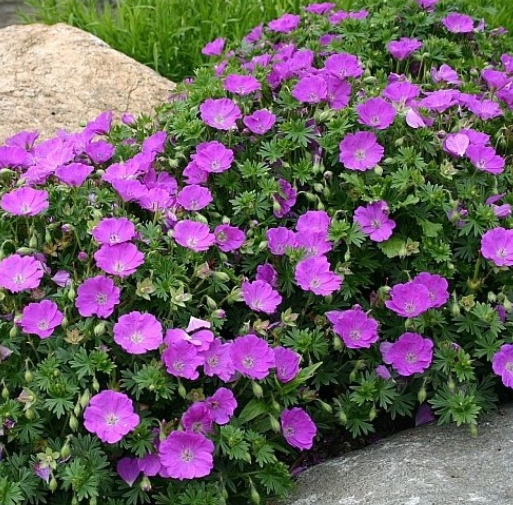 Geranium Max Frei