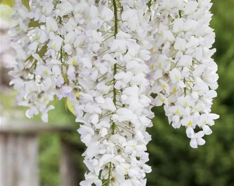 Glicine /Wisteria Floribunda Longissima Alba