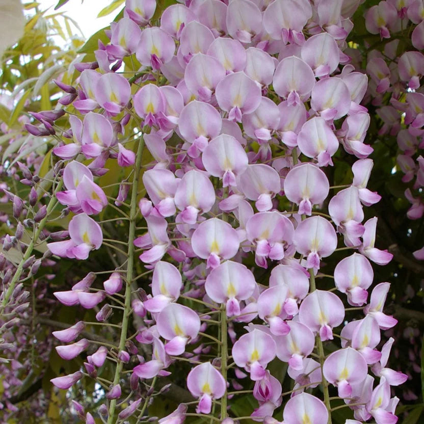 Glicine /Wisteria Floribunda Rosea