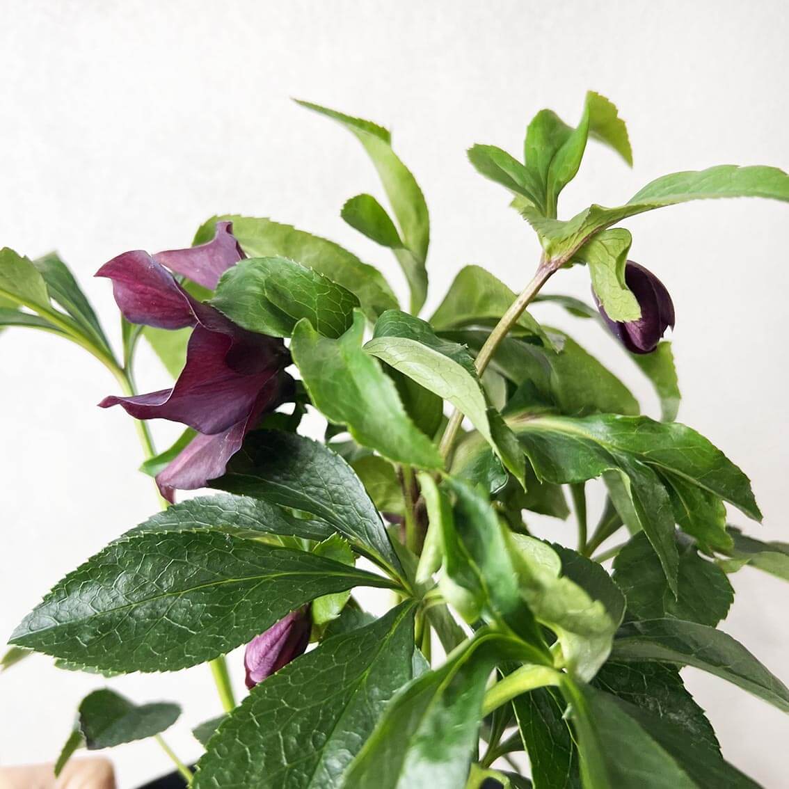 Helleborus orientalis Hello Red (Helleboro)