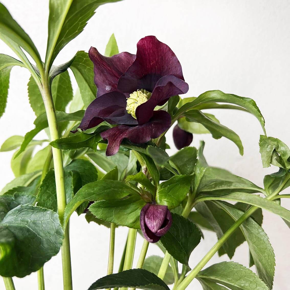 Helleborus orientalis Hello Red (Helleboro)