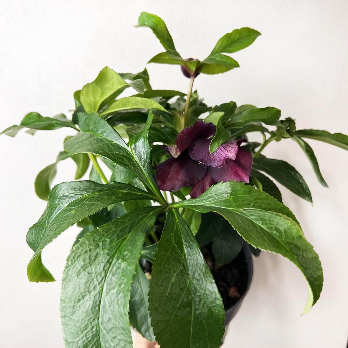 Helleborus orientalis Hello Red (Helleboro)