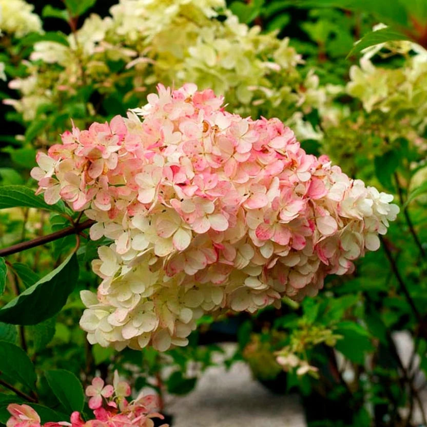 Ortensia /Hydrangea paniculata Phantom