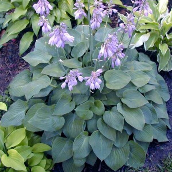 Hosta Blue Cadet