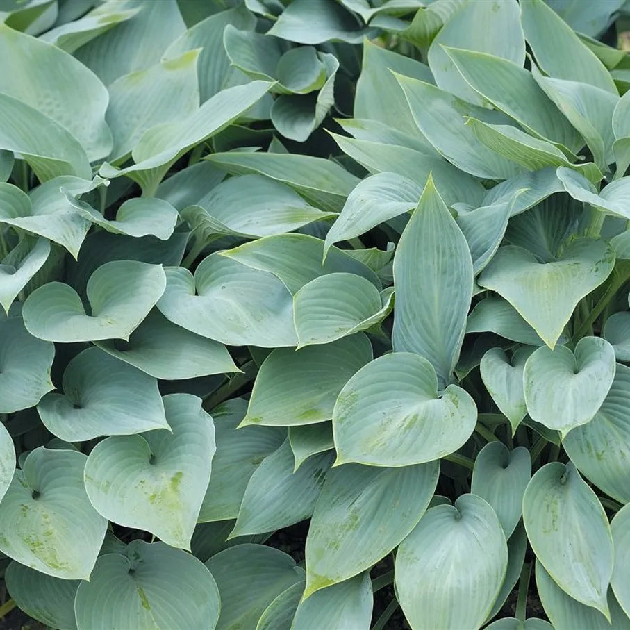 Hosta Blue Cadet