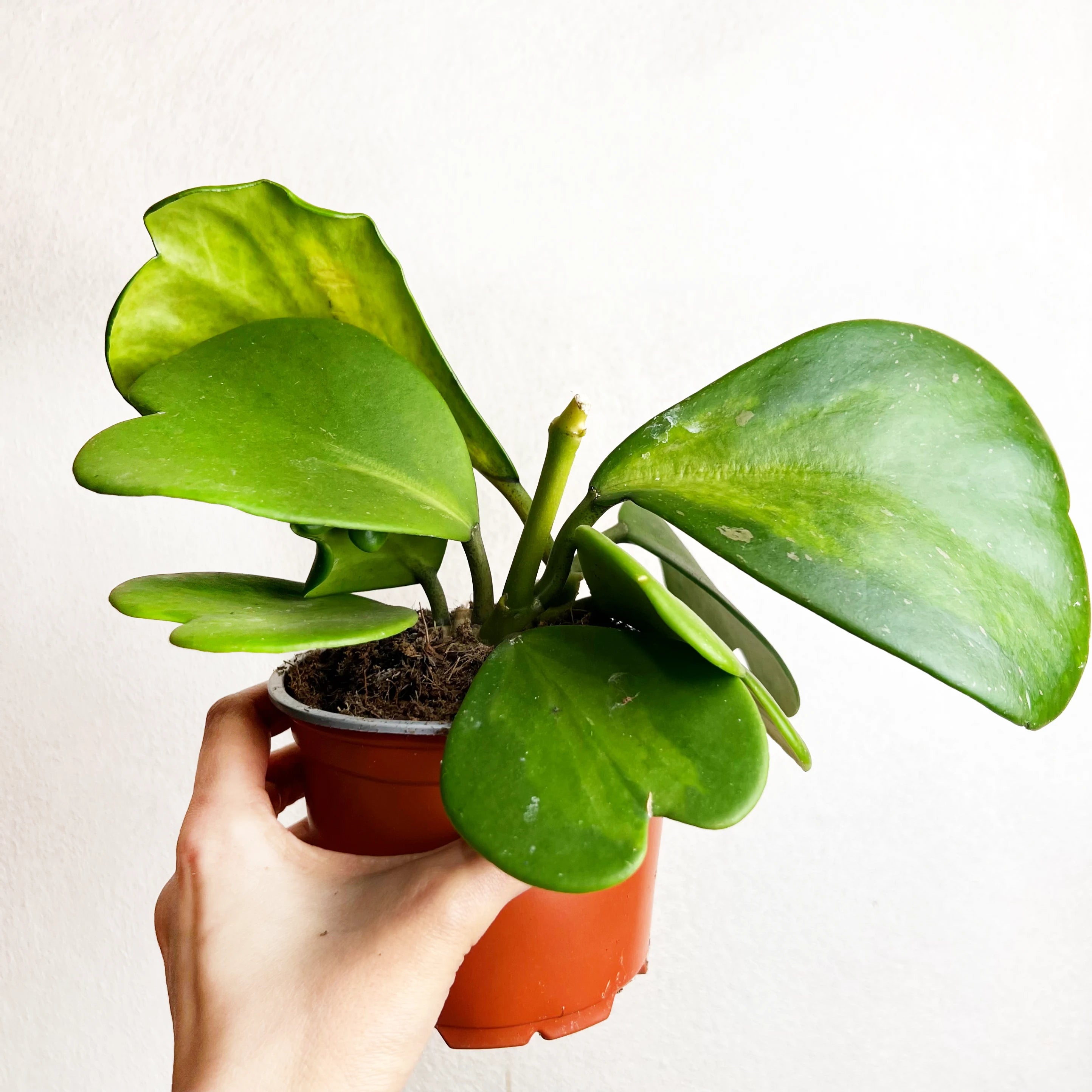 Hoya Kerrii Reverse
