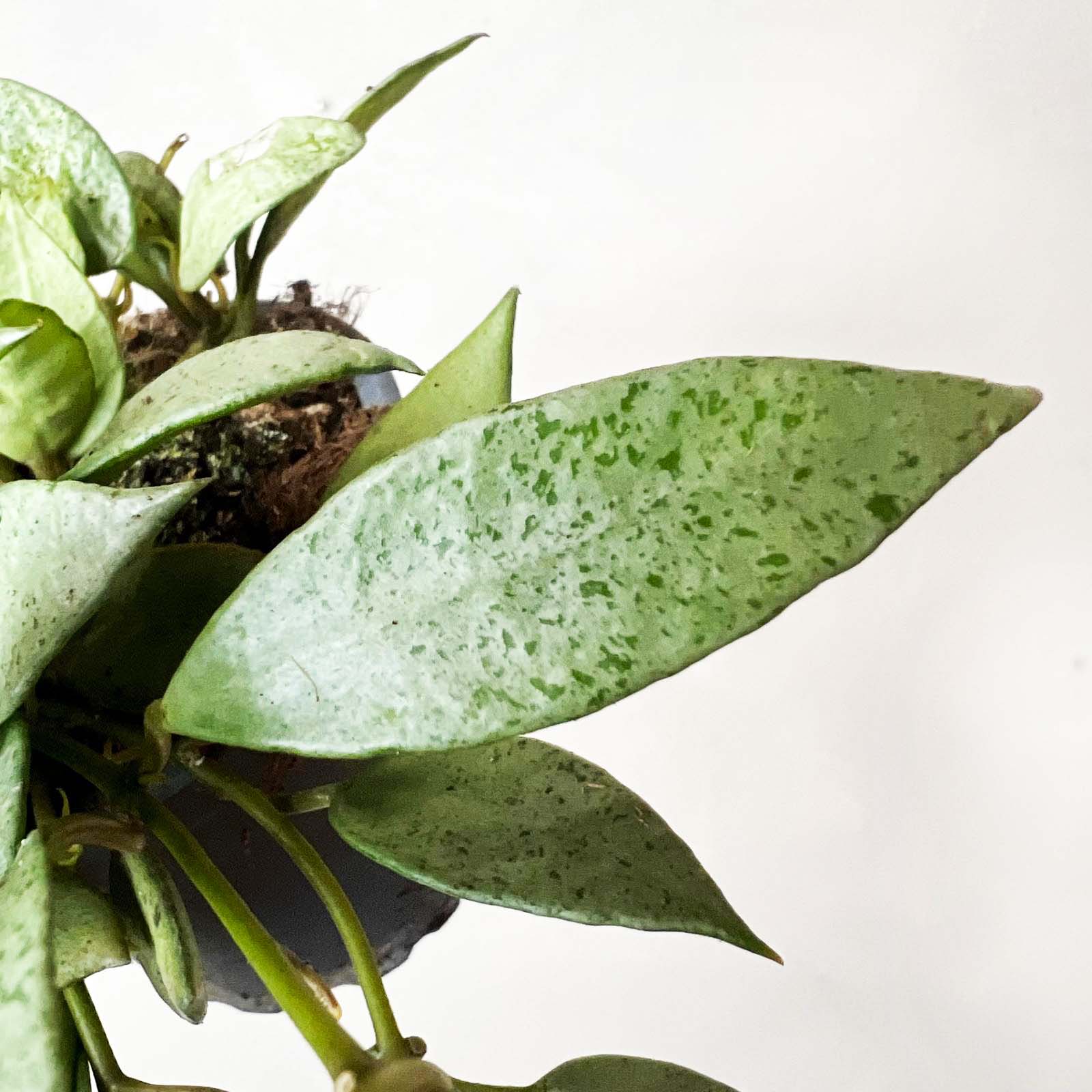 hoya Lacunosa Mint