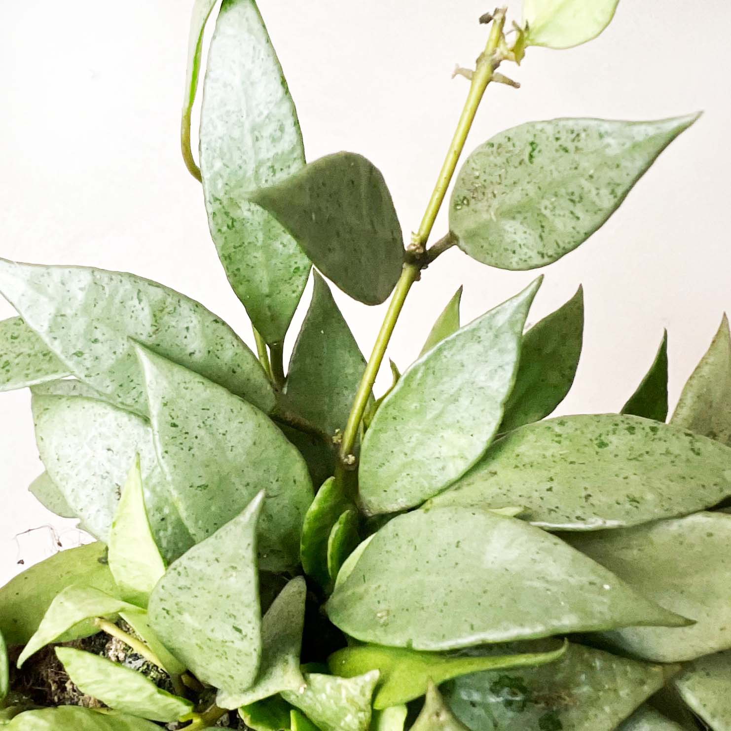 hoya Lacunosa Mint
