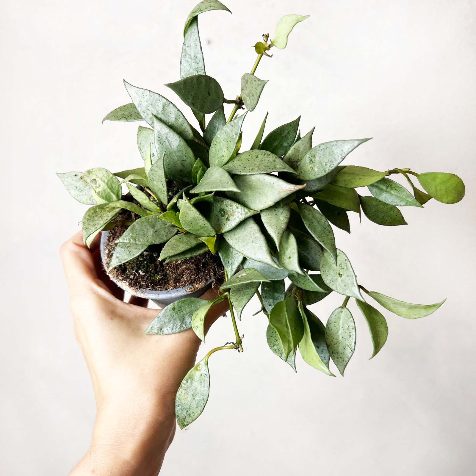 hoya Lacunosa Mint