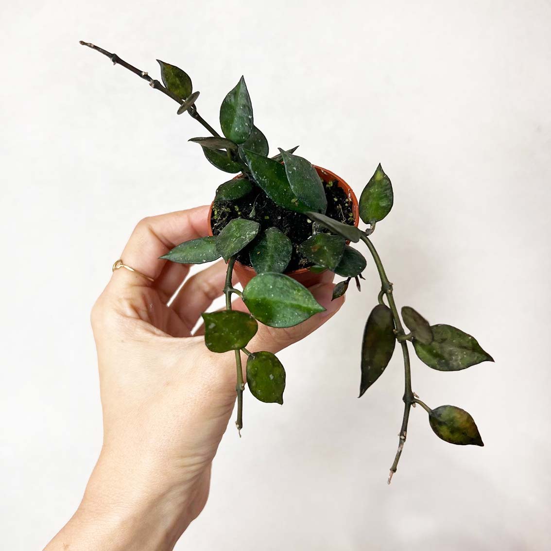 baby Hoya krohniana black leaves