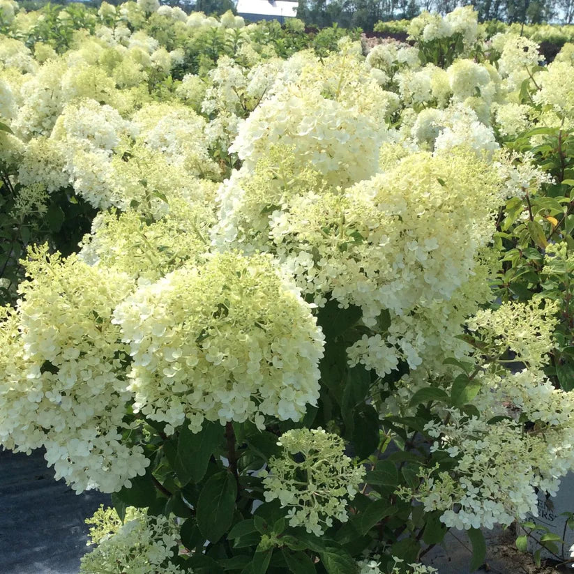 Ortensia /Hydrangea paniculata Milk & Honey