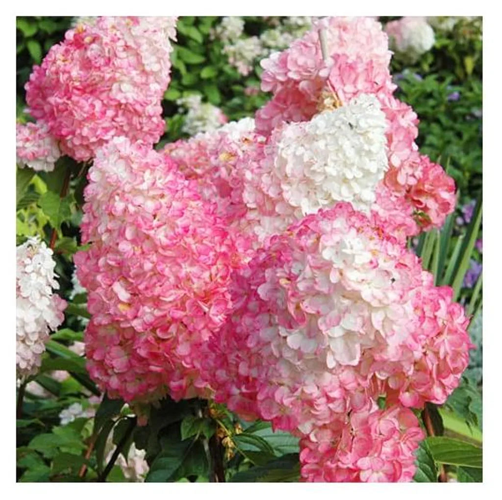 Ortensia /Hydrangea paniculata Pink Lady
