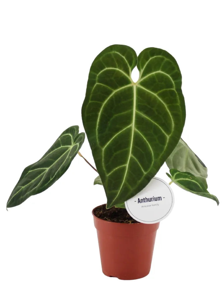 Anthurium Regale