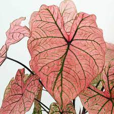 Caladium Spring Fling