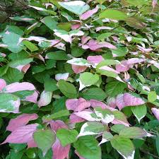 Actinidia kolomikta /Kiwi variegato