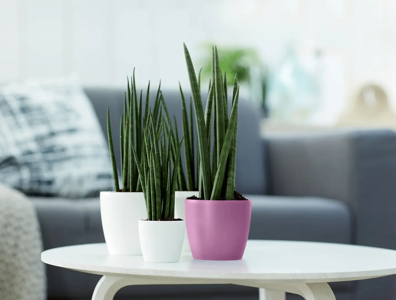 Brussels Round Mini/Vivid Violet