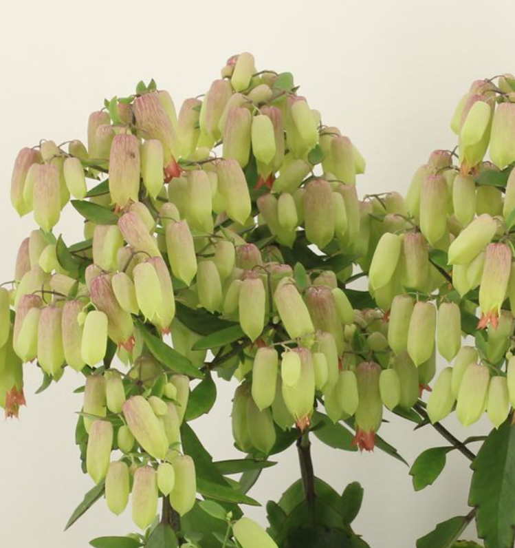 Kalanchoe Magic Bells