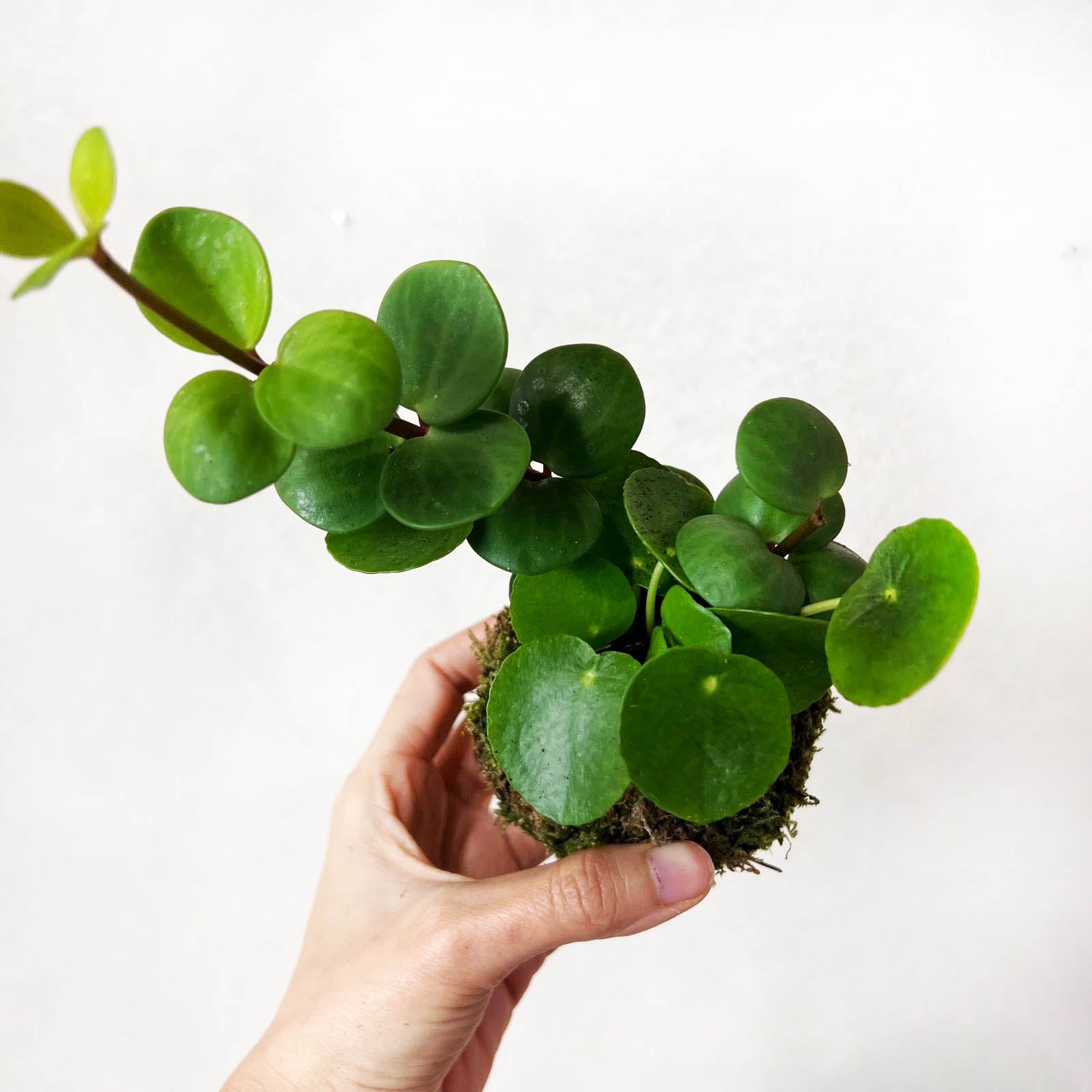 KOKET (KOKE-BOUQUET)-Carletto