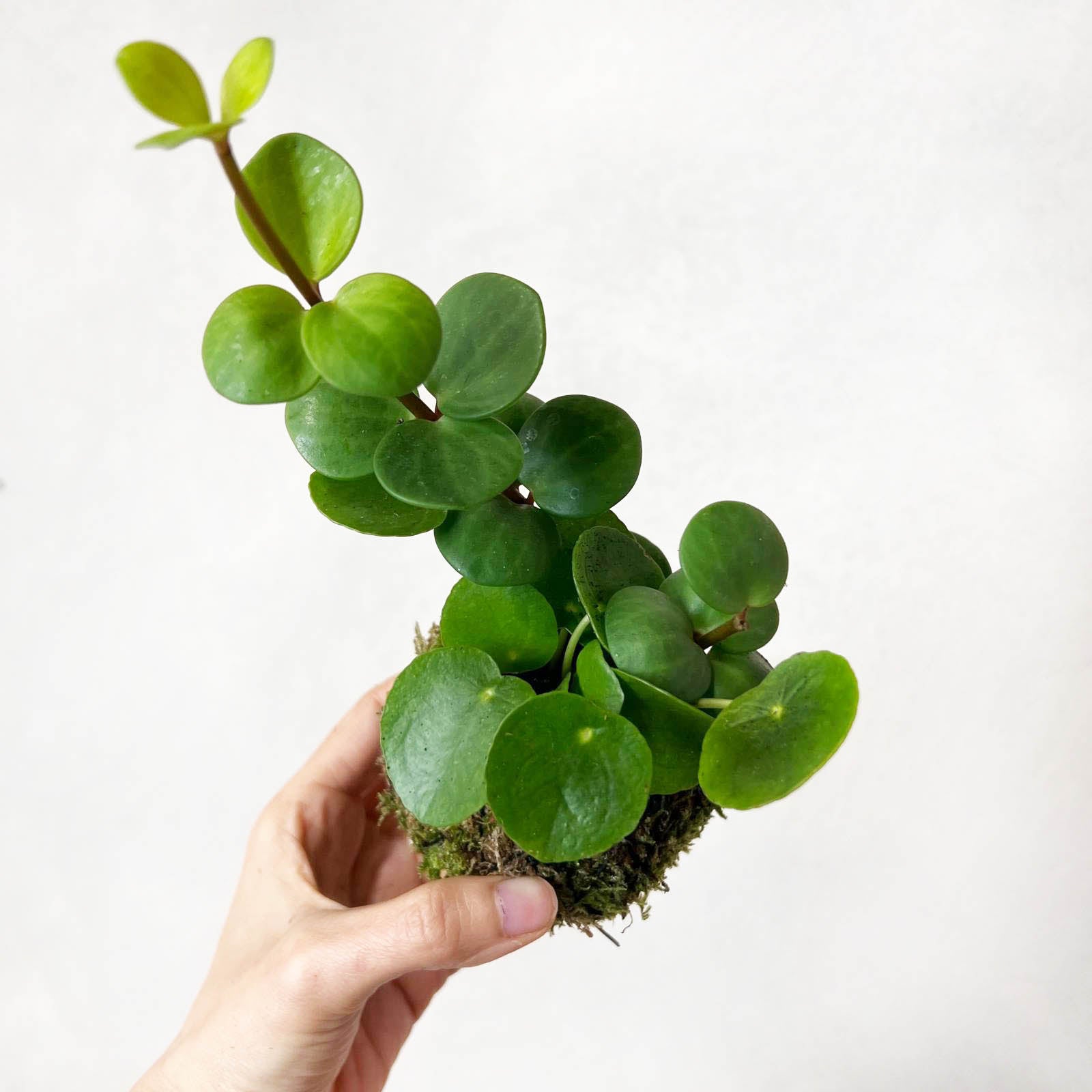 KOKET (KOKE-BOUQUET)-Carletto