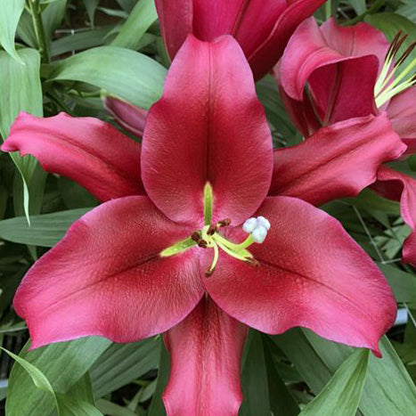 Lilium Borrello