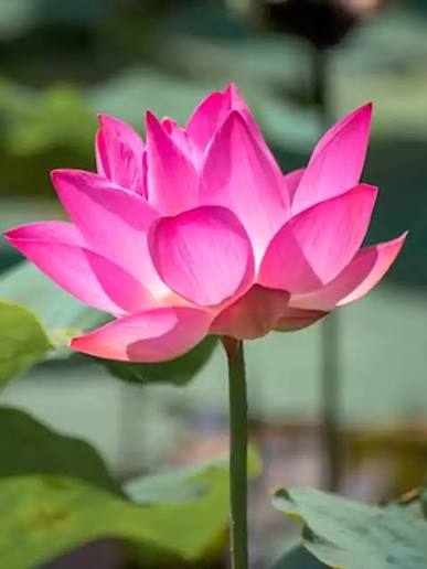 Fior di Loto Nelumbo Nucifera /seme, colore a sorpresa