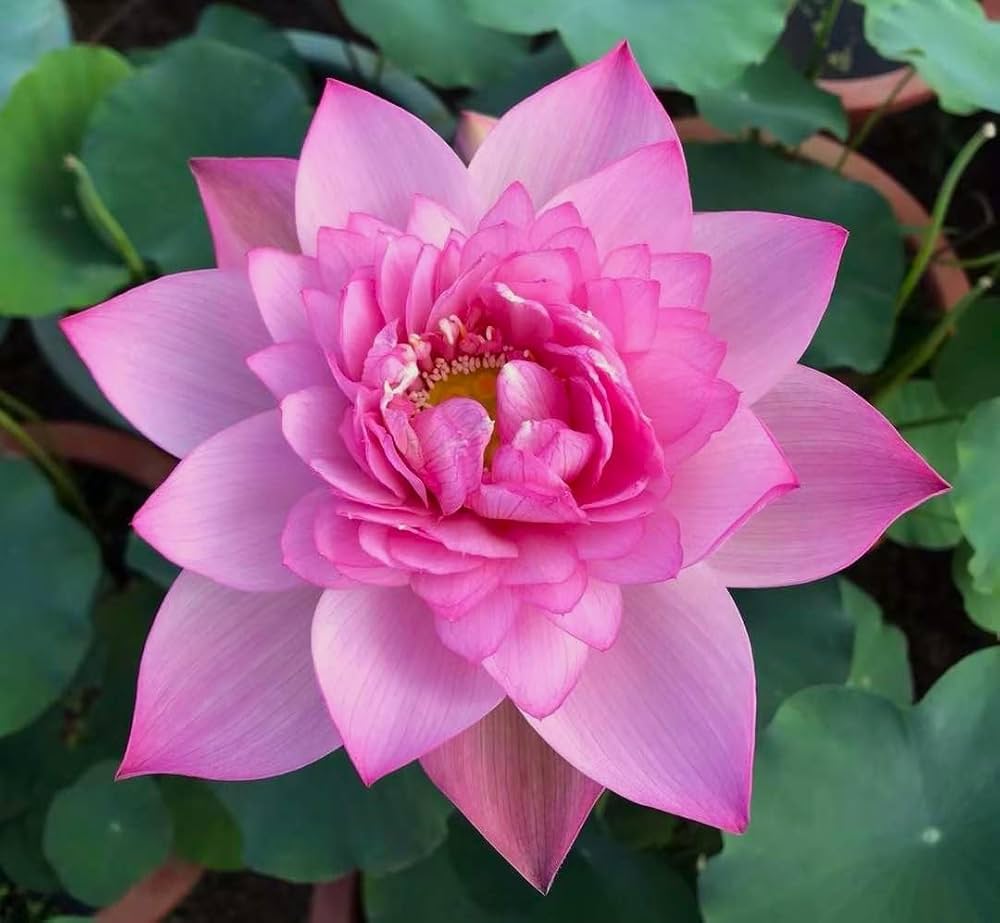 Fior di Loto Nelumbo Nucifera /seme, colore a sorpresa