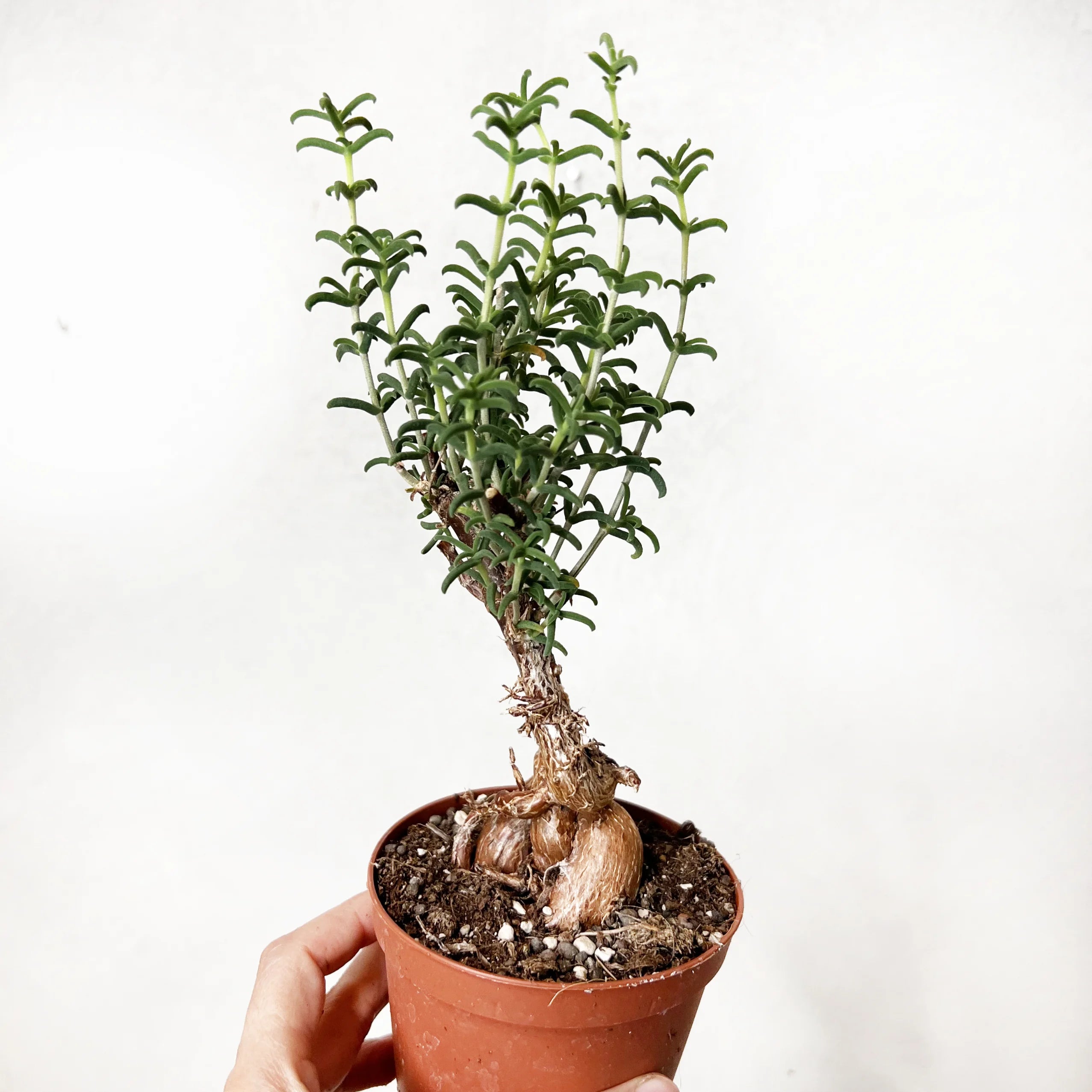 Mestoklema Tuberosum