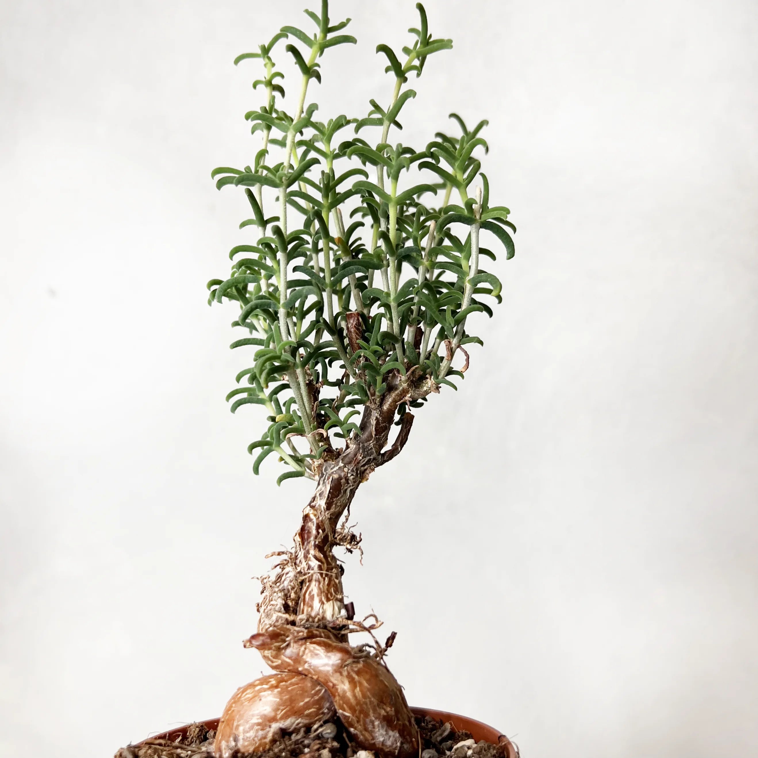 Mestoklema Tuberosum
