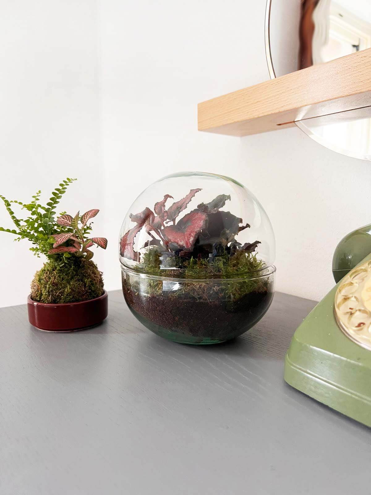 m-DOME (micro-Dome) Terrarium /BEGONIARUM