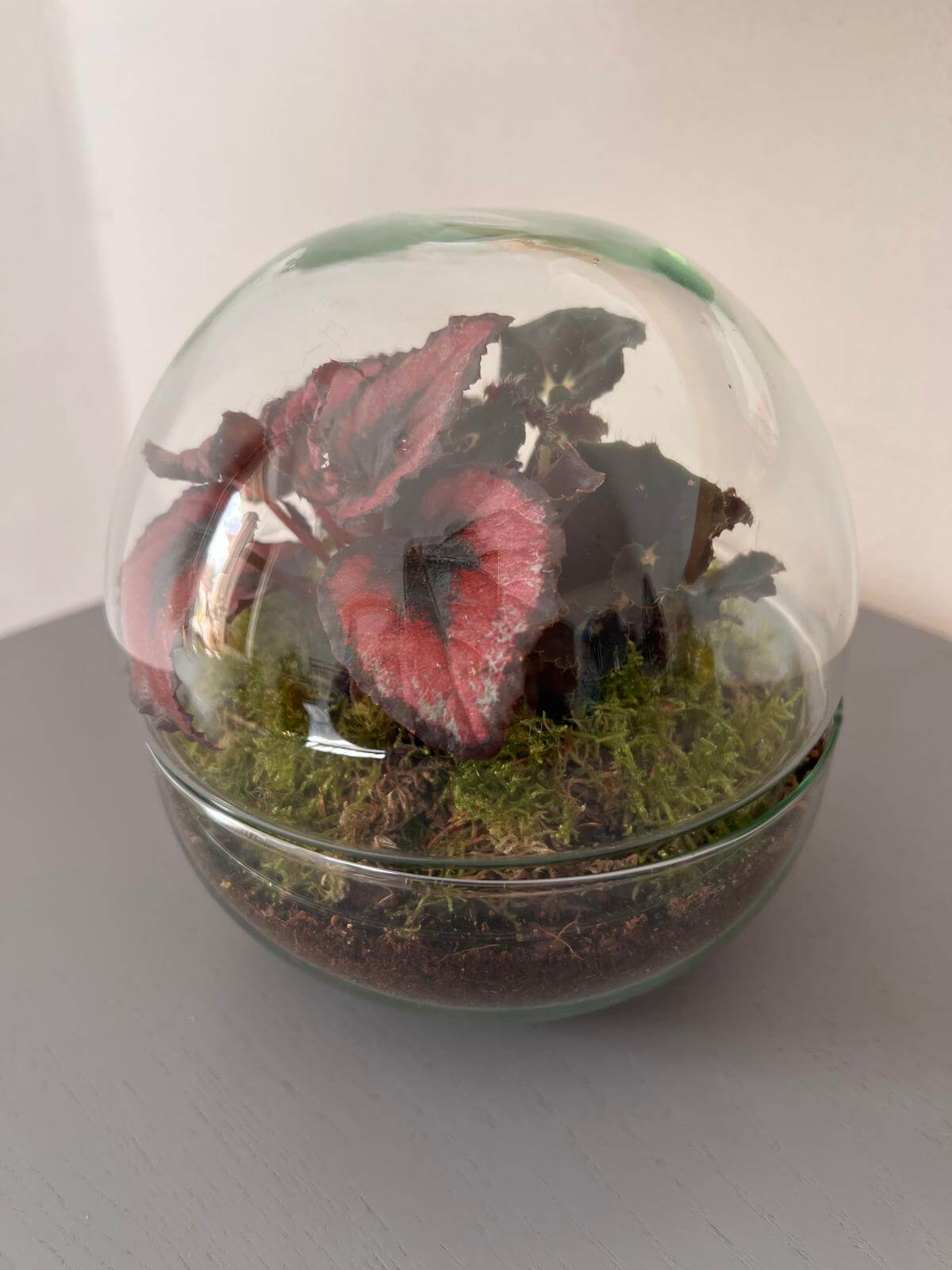 m-DOME (micro-Dome) Terrarium /BEGONIARUM