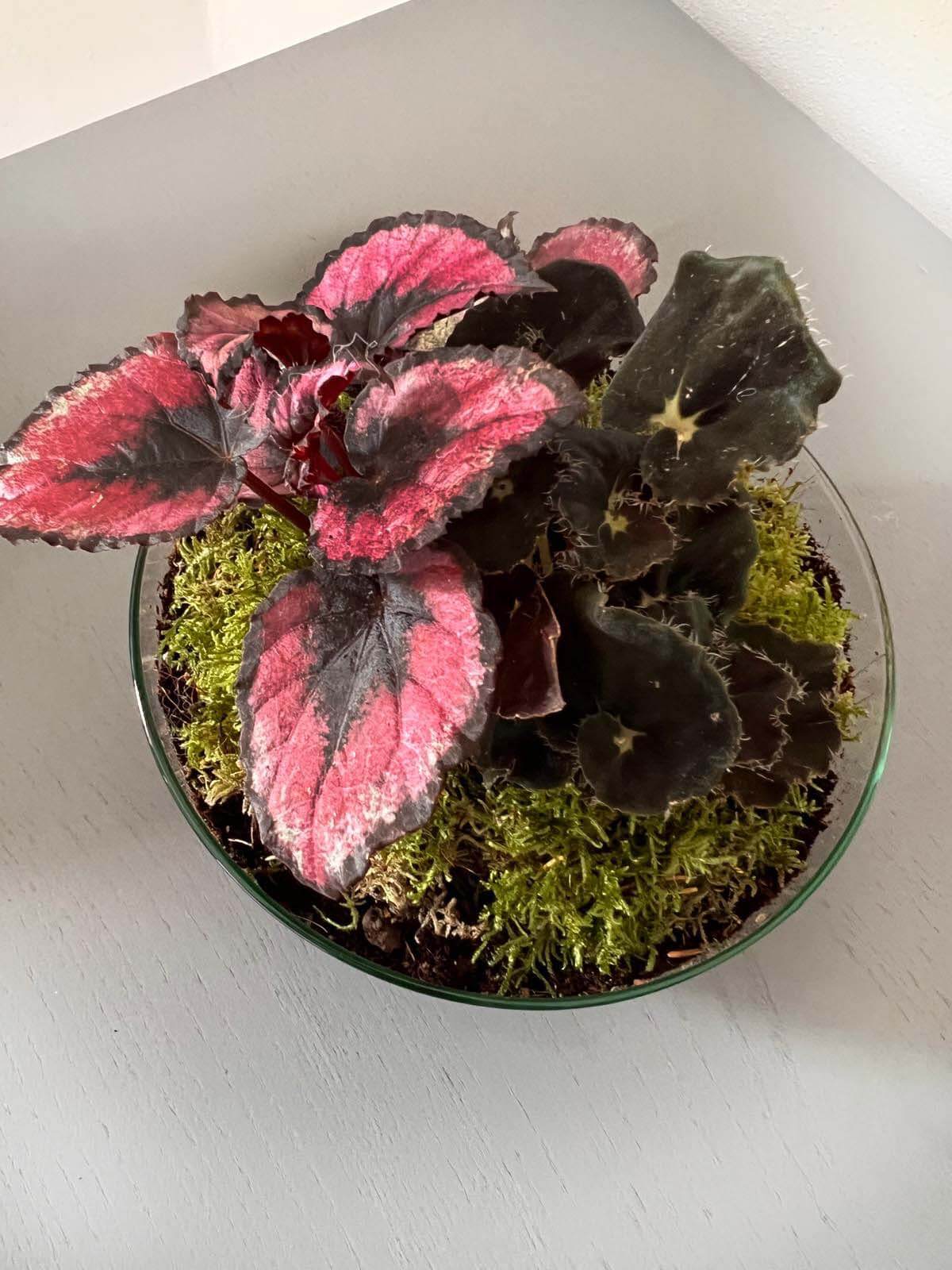 m-DOME (micro-Dome) Terrarium /BEGONIARUM