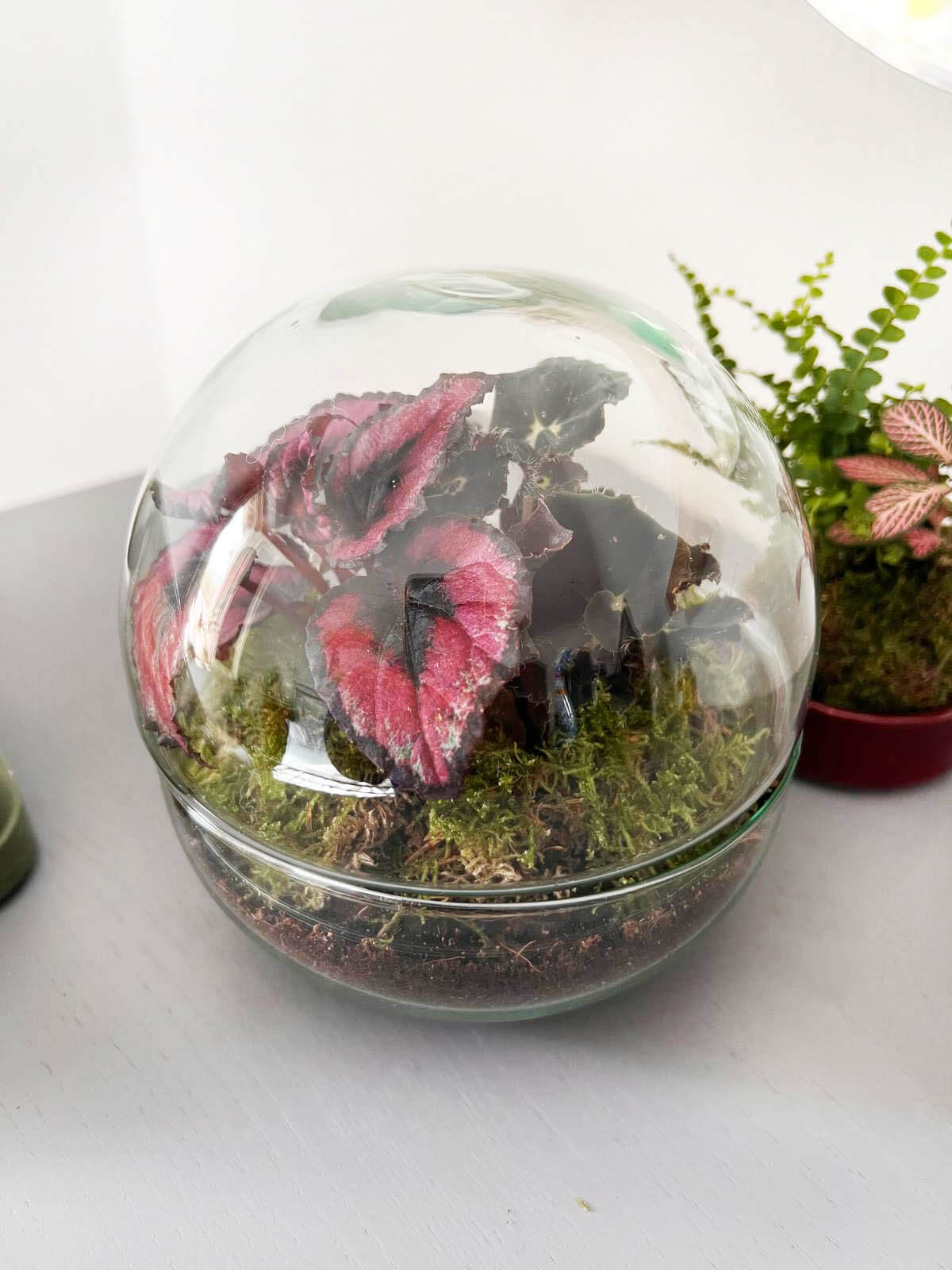 m-DOME (micro-Dome) Terrarium /BEGONIARUM