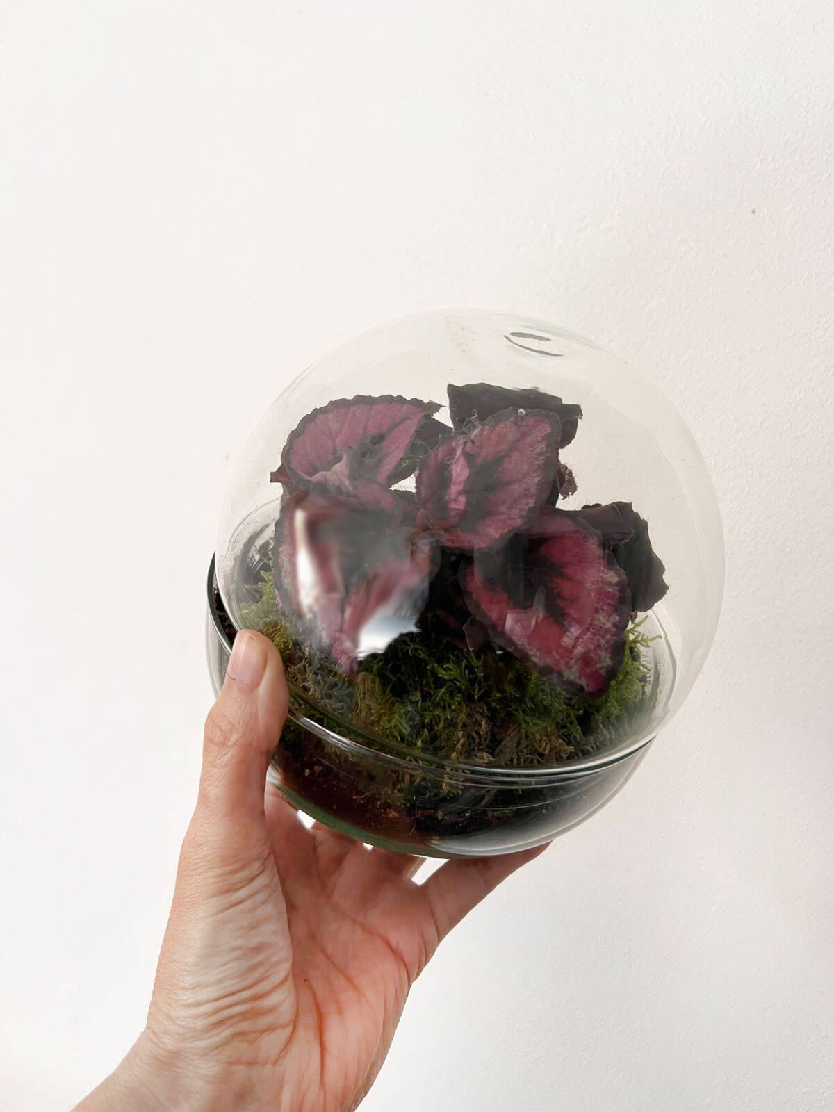 m-DOME (micro-Dome) Terrarium /BEGONIARUM